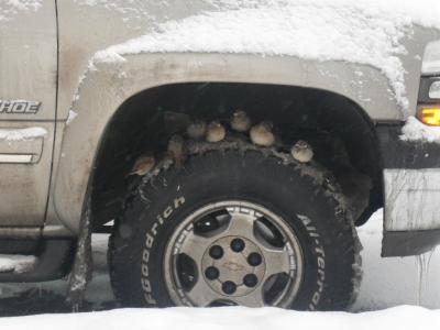 Прикрепленное изображение: z_87734fe9.jpg